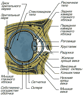 Устройство глаза